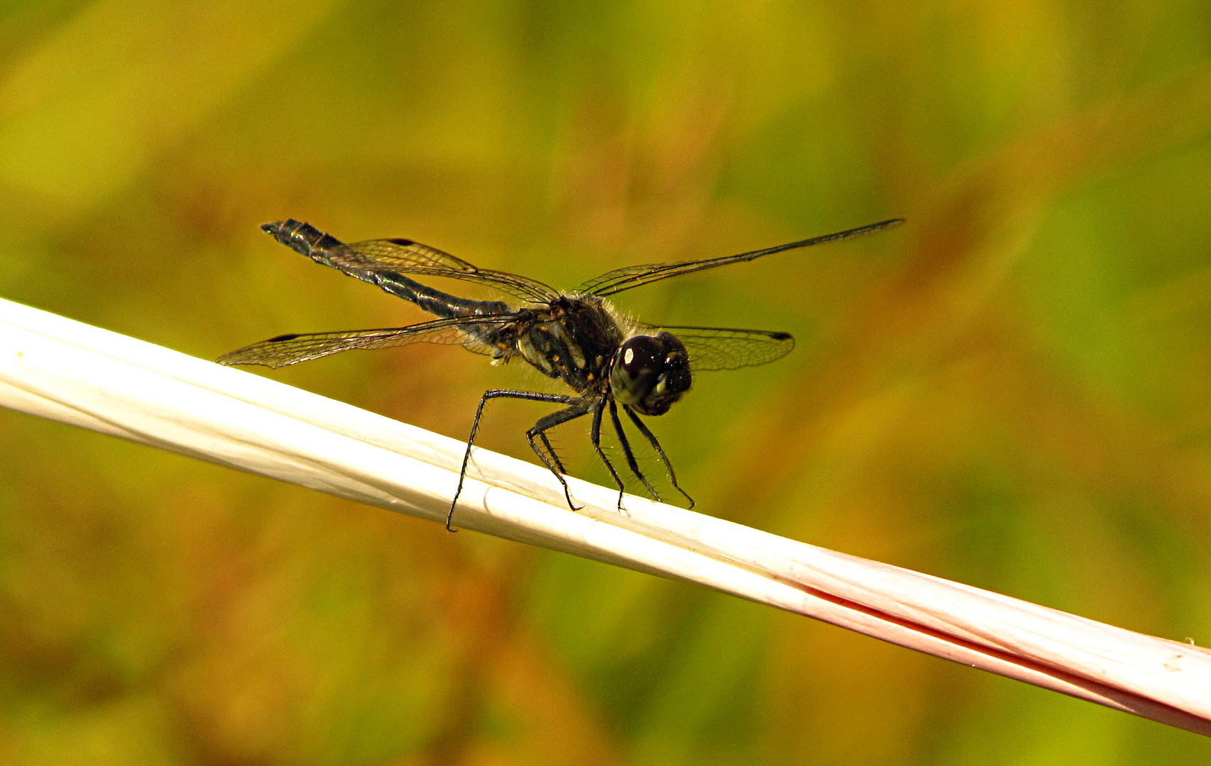 --- Schwarze Heidelibelle (Sympetrum danae) ---