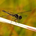 --- Schwarze Heidelibelle (Sympetrum danae) ---