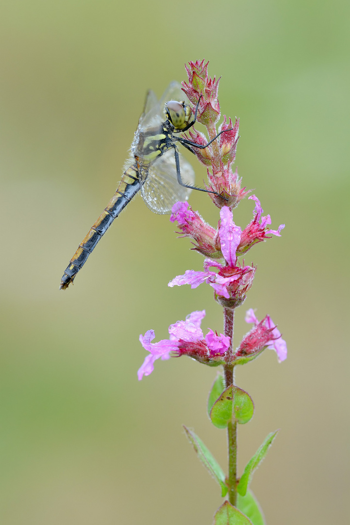 Schwarze Heidelibelle (Sympetrum danae)