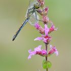 Schwarze Heidelibelle (Sympetrum danae)