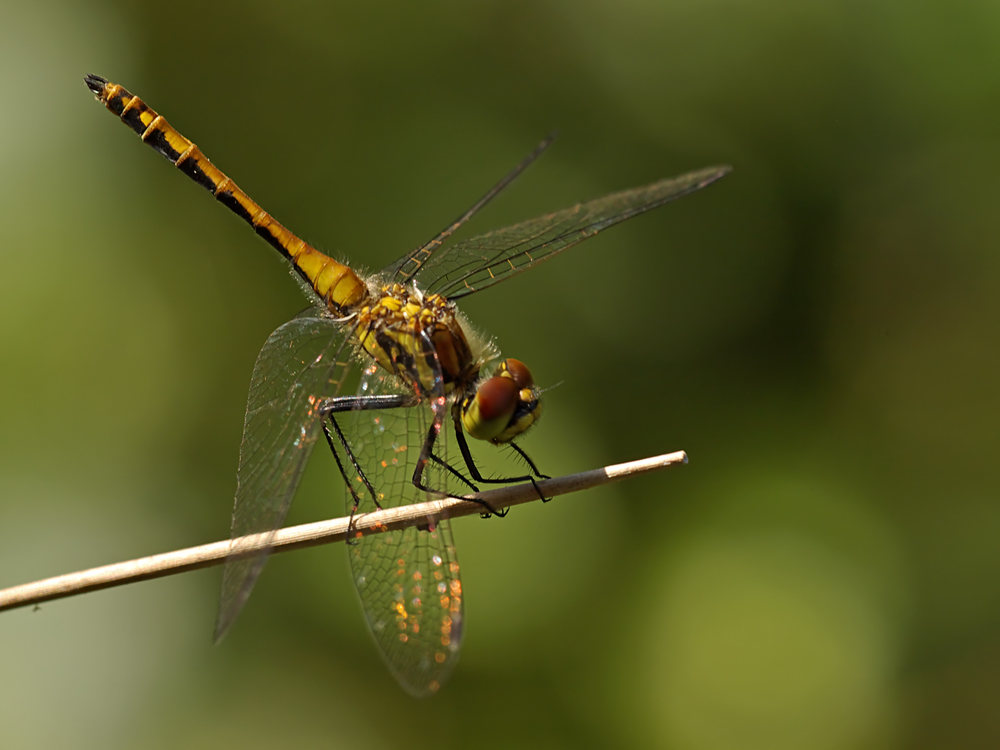 Schwarze Heidelibelle (Sympetrum danae)