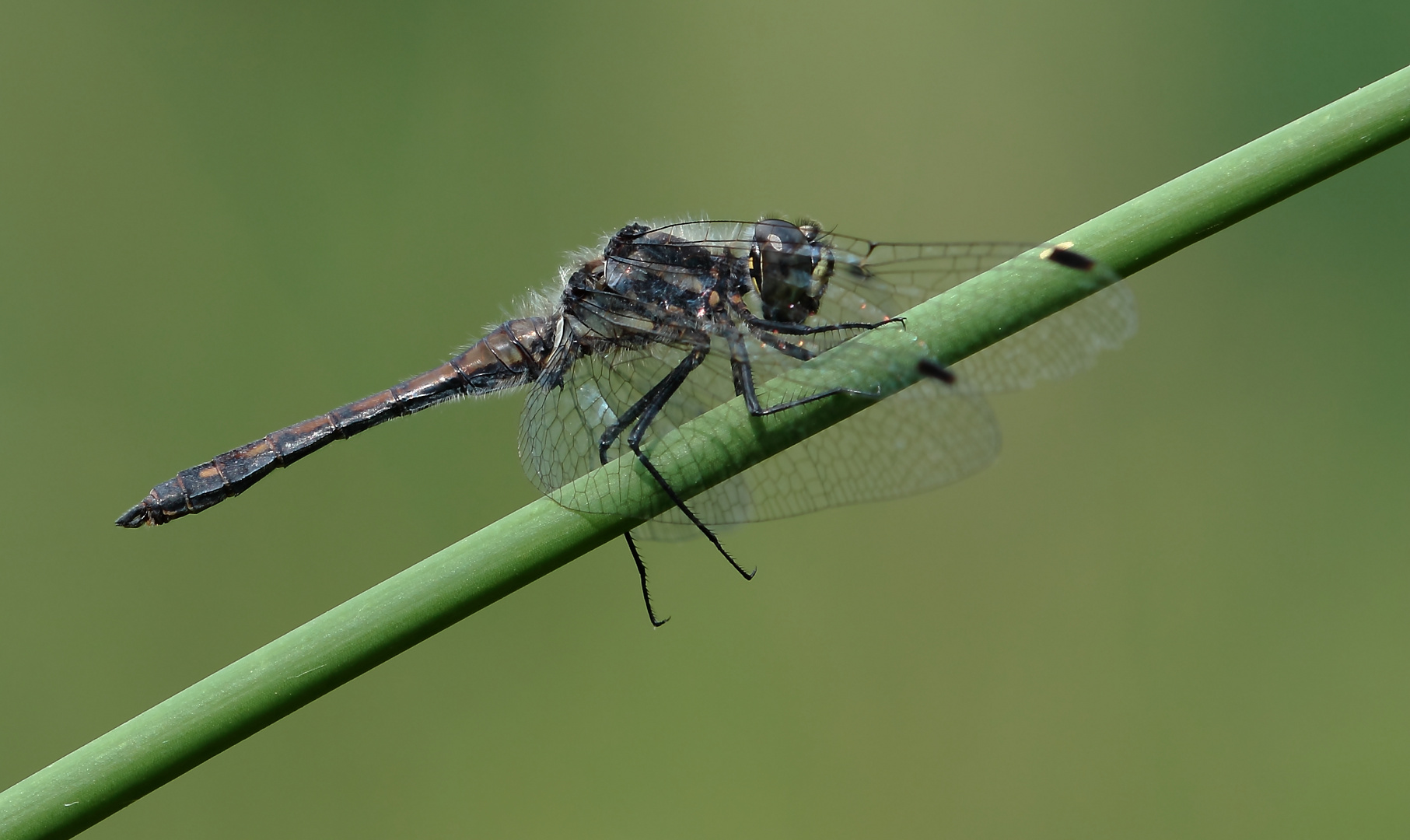 Schwarze Heidelibelle (Sympetrum danae)