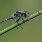 Schwarze Heidelibelle (Sympetrum danae)