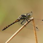 Schwarze Heidelibelle (Sympetrum danae)