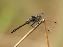 Schwarze Heidelibelle (Sympetrum danae)