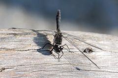 Schwarze Heidelibelle (Sympetrum danae)