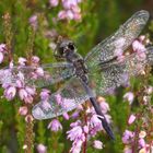 Schwarze Heidelibelle (Sympetrum danae)