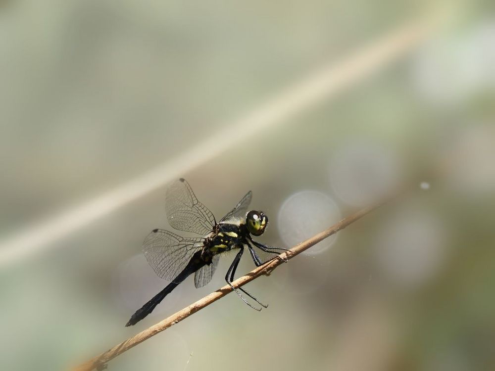 Schwarze Heidelibelle (Sympetrum danae)