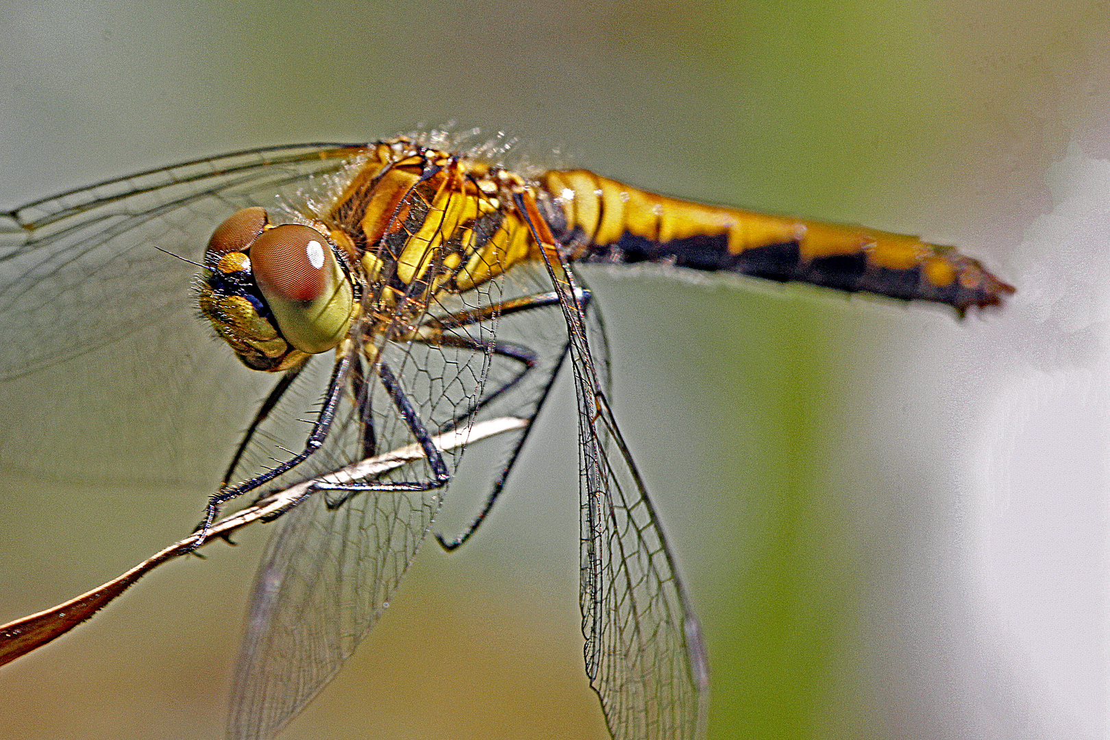 Schwarze Heidelibelle (Sympetrum danae)