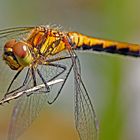 Schwarze Heidelibelle (Sympetrum danae)