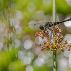 Schwarze Heidelibelle ( Sympetrum danae ) 