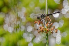 Schwarze Heidelibelle ( Sympetrum danae ) 