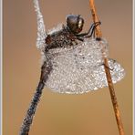 Schwarze Heidelibelle (Sympetrum danae)