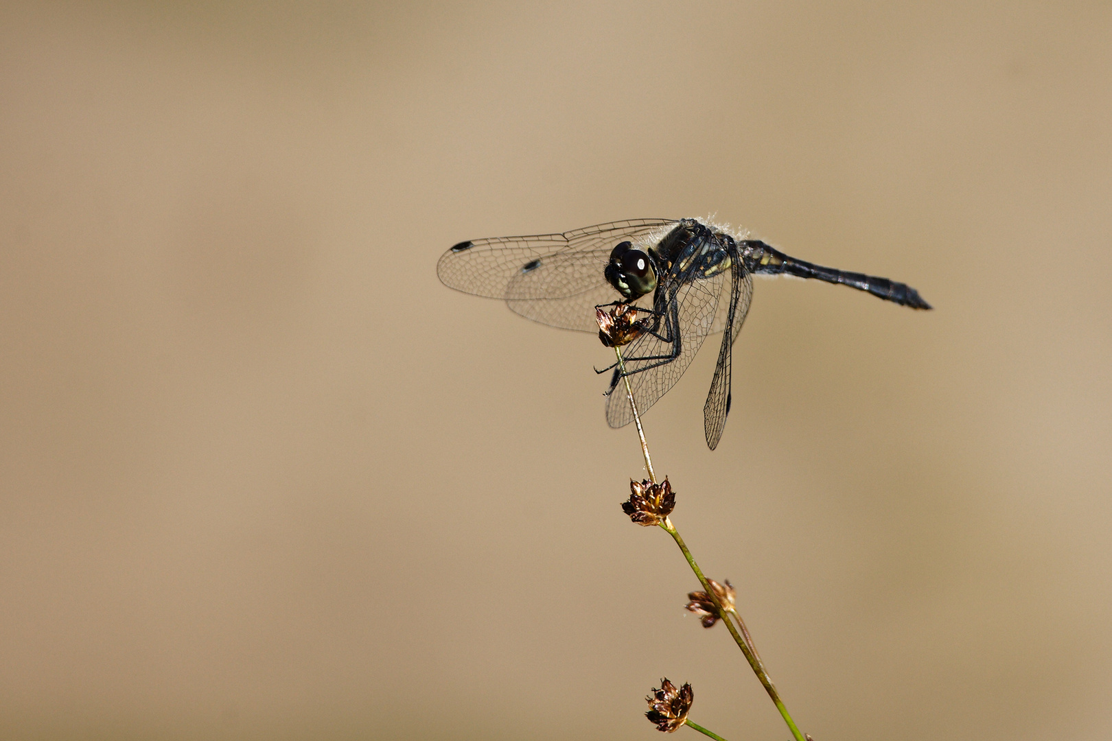 Schwarze Heidelibelle (Sympetrum danae)