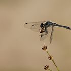 Schwarze Heidelibelle (Sympetrum danae)