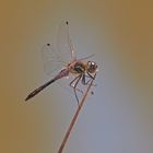 Schwarze Heidelibelle (Sympetrum danae)