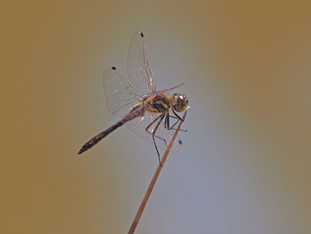 Schwarze Heidelibelle (Sympetrum danae)