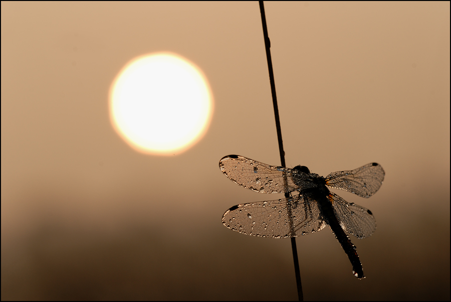 Schwarze Heidelibelle (Sympetrum danae)