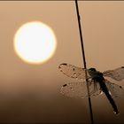 Schwarze Heidelibelle (Sympetrum danae)