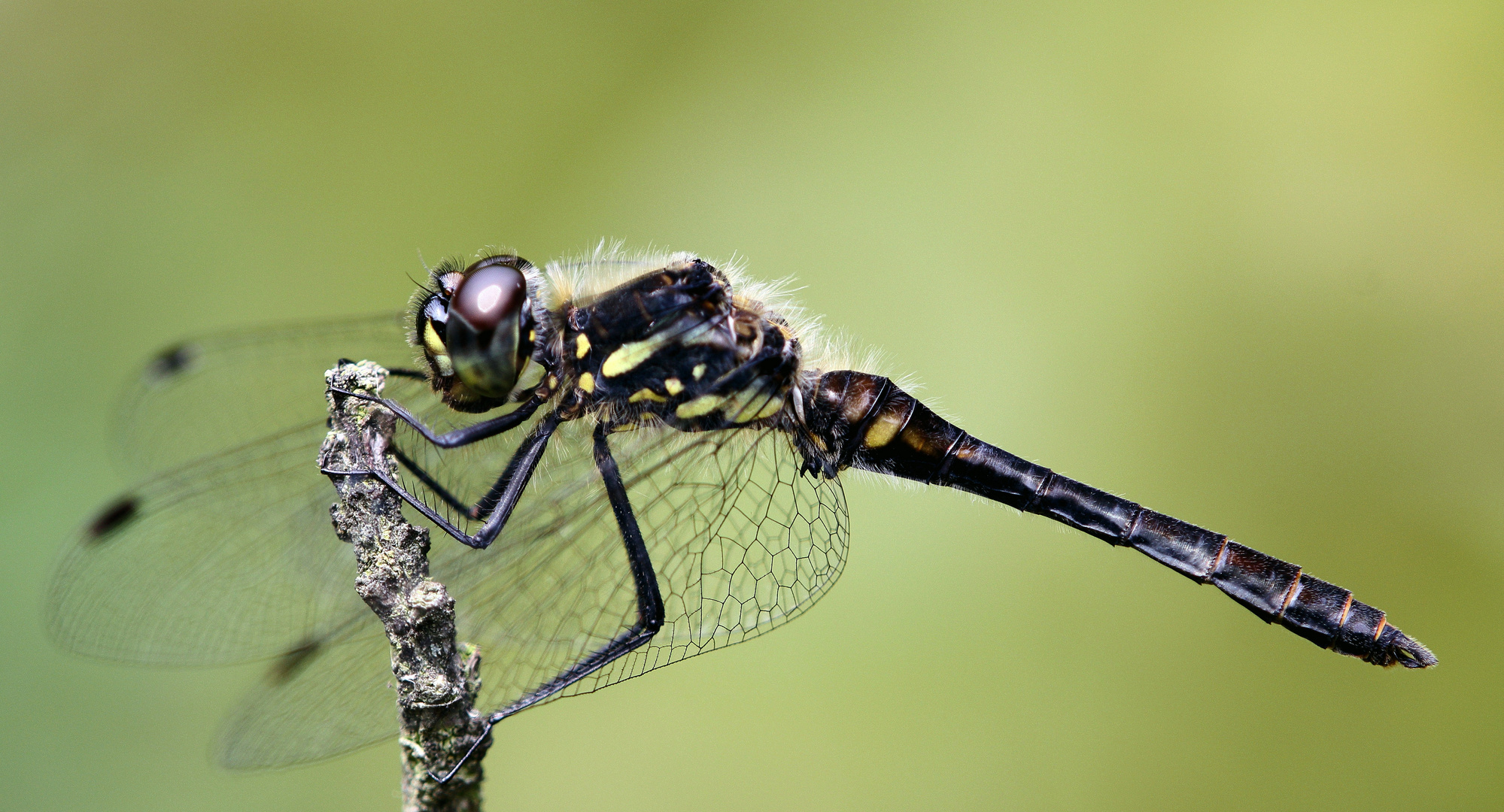 Schwarze Heidelibelle – Sympetrum danae