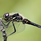 Schwarze Heidelibelle – Sympetrum danae