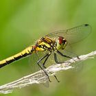 Schwarze Heidelibelle (Sympetrum danae)