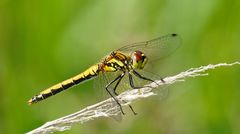 Schwarze Heidelibelle (Sympetrum danae)