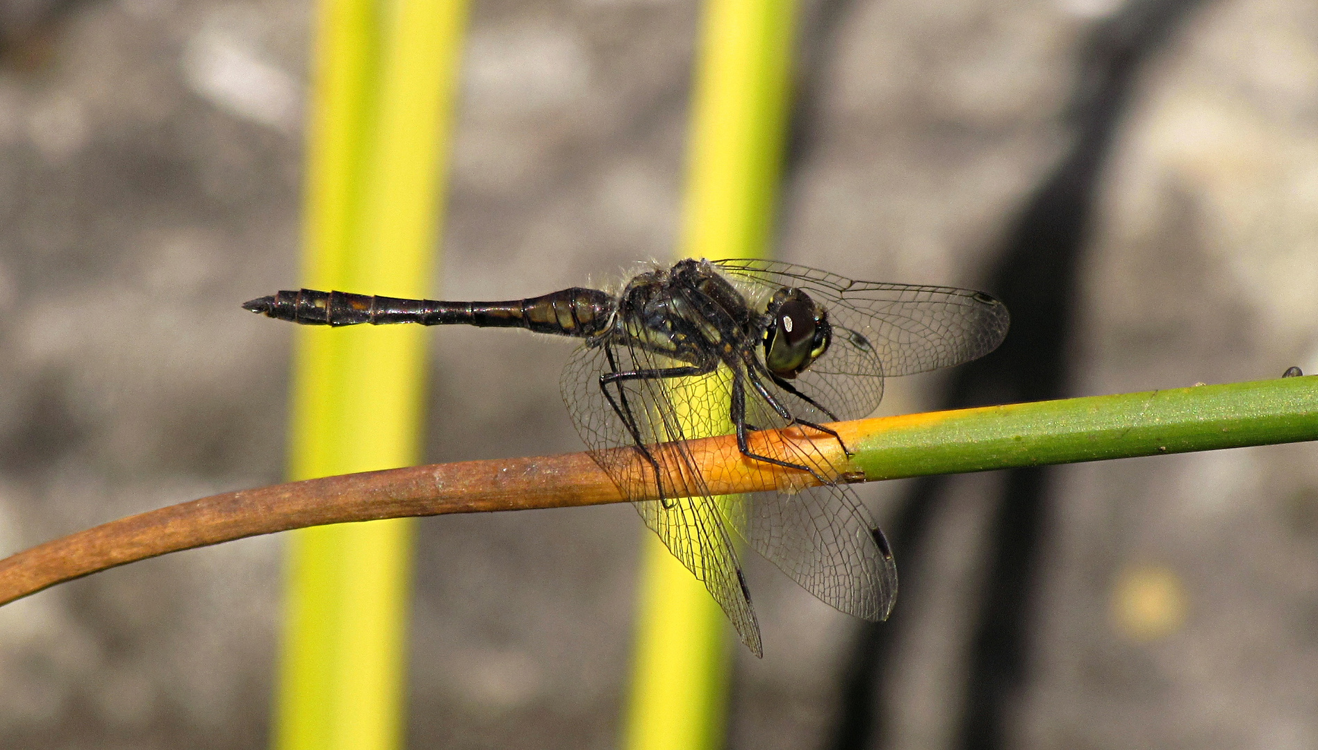 --- Schwarze Heidelibelle (Sympetrum danae) ---