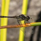 --- Schwarze Heidelibelle (Sympetrum danae) ---