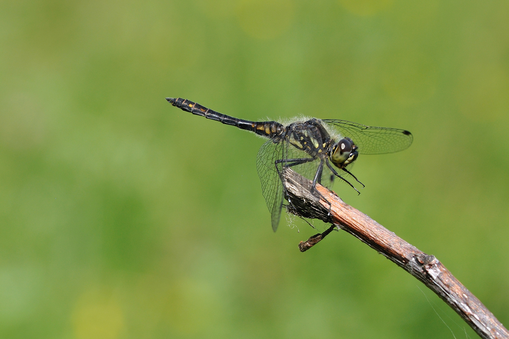 Schwarze Heidelibelle (Sympetrum danae)