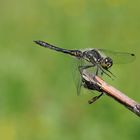 Schwarze Heidelibelle (Sympetrum danae)