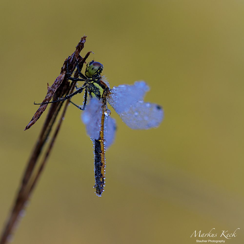 Schwarze Heidelibelle (Sympetrum danae)