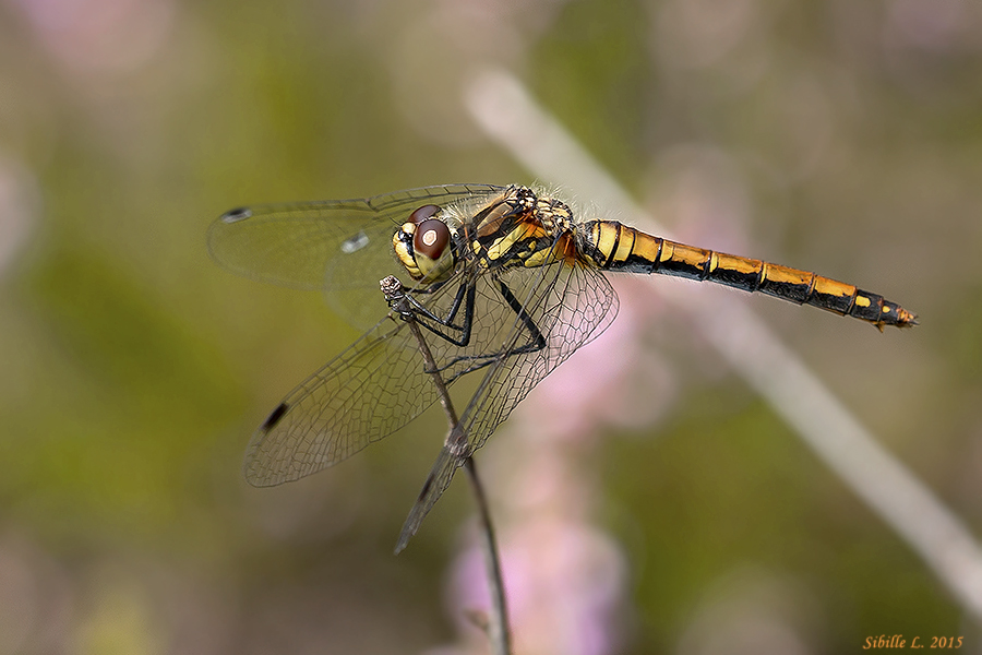 Schwarze Heidelibelle (Sympetrum danae)