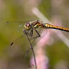 Schwarze Heidelibelle (Sympetrum danae)