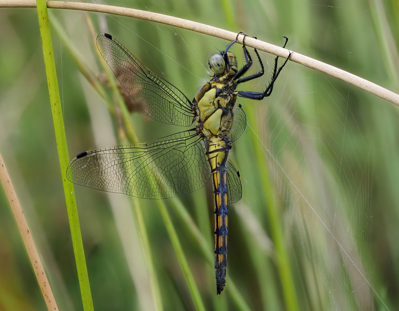 Schwarze Heidelibelle ( Sympetrum danae )