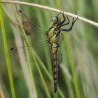 Schwarze Heidelibelle ( Sympetrum danae )