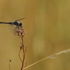 Schwarze Heidelibelle (Sympetrum danae)