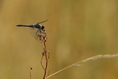 Schwarze Heidelibelle (Sympetrum danae)