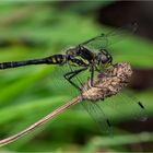 Schwarze Heidelibelle (Sympetrum danae) auf einer vertrockneten Blütenstiel  .....