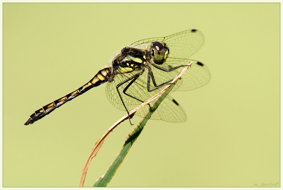 Schwarze Heidelibelle (Sympetrum danae)