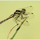 Schwarze Heidelibelle (Sympetrum danae)