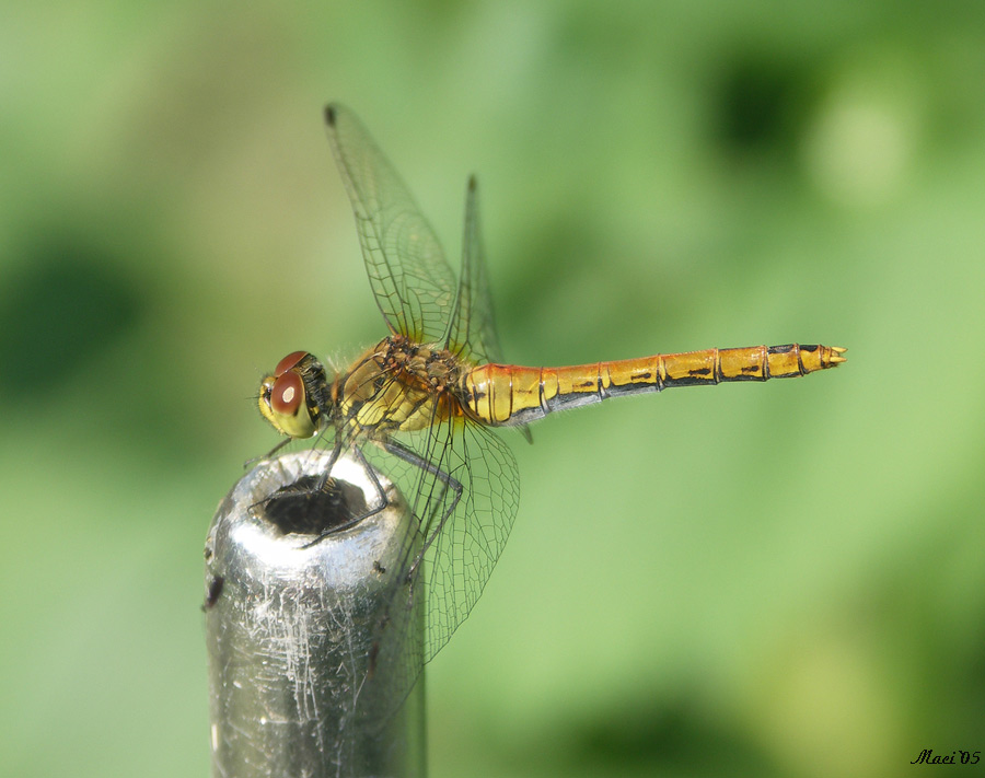 Schwarze Heidelibelle (Sympetrum danae)