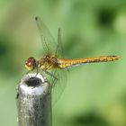 Schwarze Heidelibelle (Sympetrum danae)