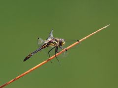 Schwarze Heidelibelle (Sympetrum danae)