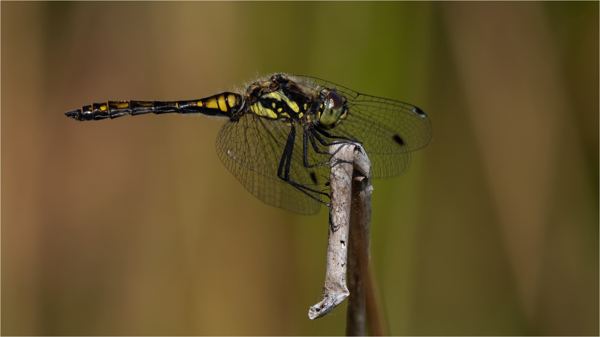 Schwarze Heidelibelle - Sympetrum danae -  .....