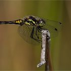 Schwarze Heidelibelle - Sympetrum danae -  .....