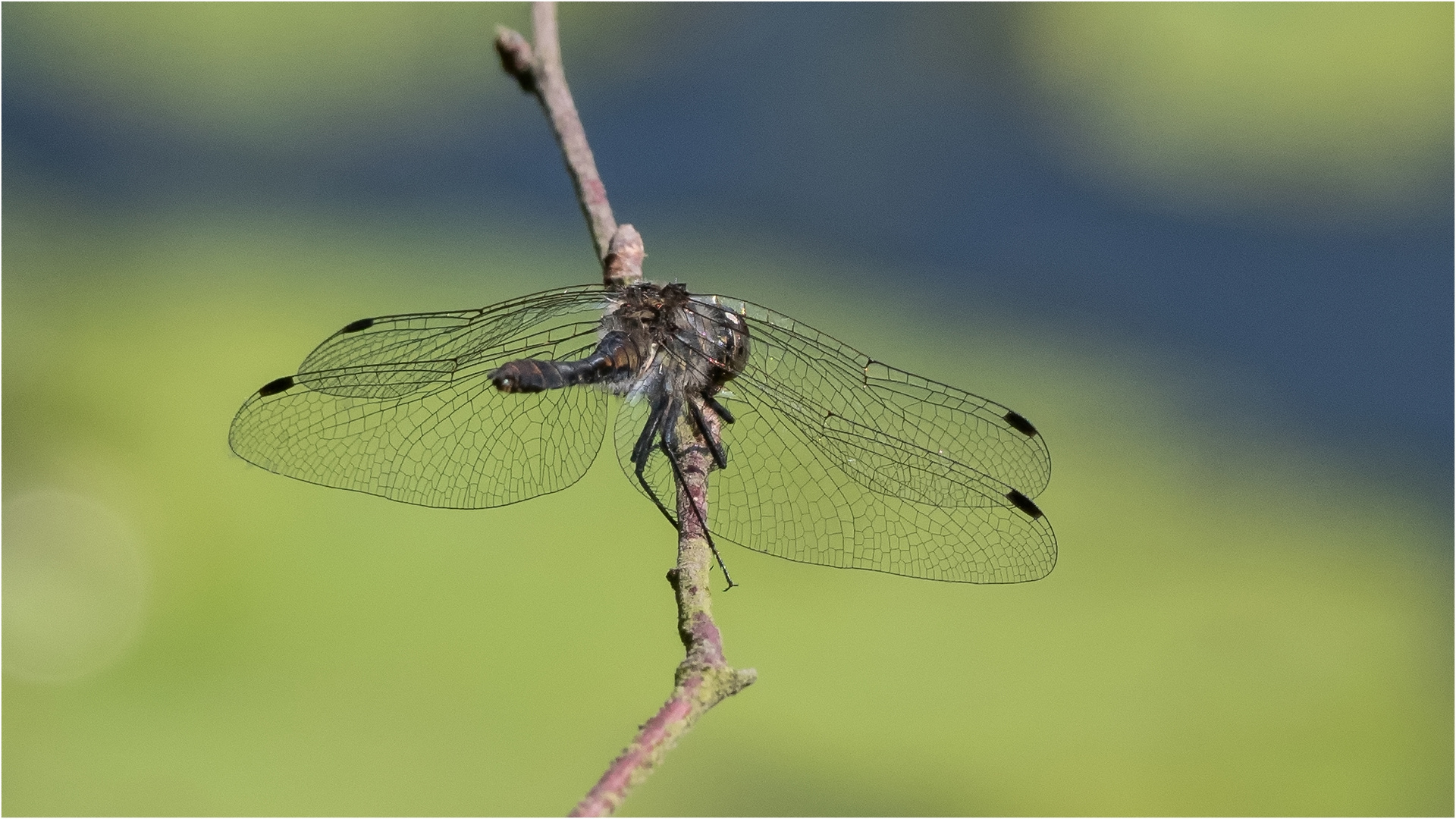 Schwarze Heidelibelle - Sympetrum danae - ......