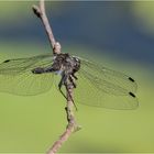 Schwarze Heidelibelle - Sympetrum danae - ......