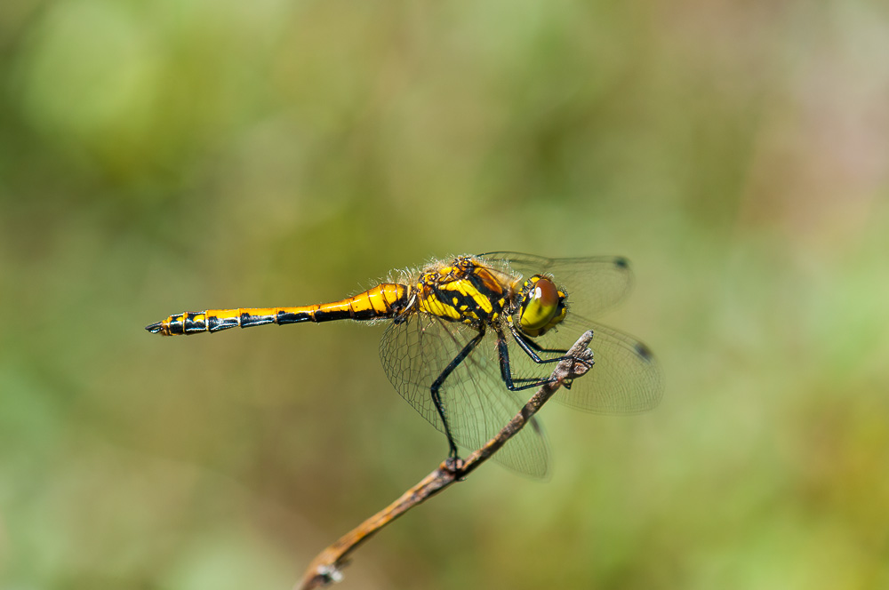 Schwarze Heidelibelle (Sympetrum danae)