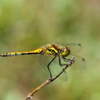 Schwarze Heidelibelle (Sympetrum danae)